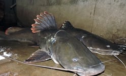 Trên một hồ nước ngọt nhân tạo lớn nhất Hòa Bình, dân nuôi cá đặc sản, bây giờ một số loài cá đã 'cháy hàng'