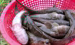Loại cá kỳ lạ nhất hành tinh sinh sống ở Cà Mau, soi đèn vào cặp mắt thô lố bắt dễ như ăn kẹo