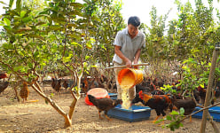Đây là loại 'gà sang chảnh' dân nơi này ở Bà Rịa-Vũng Tàu nuôi thành công, hễ nói bán là đắt hàng