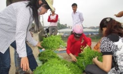 Một loại rau rừng ở Cao Bằng, dân vặt lá, hái hoa về nấu canh, ngọt như mì chính, húp vài thìa tỉnh cả người