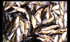 Đây là loại cá đồng ngon nổi tiếng Cà Mau, trứng ăn ngọt, bùi, ăn xả láng mà chả ngán, đó là cá gì?