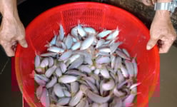Đây là cá đặc sản nuôi thành công trên sông Hậu ở An Giang, bán 500.000 đồng/kg vẫn đắt hàng