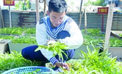 Đất ở Trường Sa: Mảnh vườn trồng rau xanh và vị quê day dứt