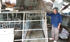 Thủ tục công bố hợp quy thuốc thú y: Người chăn nuôi đang thua lỗ, lại thêm nỗi lo... tăng giá thuốc