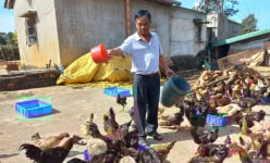 Một nông dân Gia Lai nuôi sâu canxi thành công, cho gà ăn sâu, con nào cũng đẹp, thịt ngon