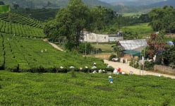 Kỷ niệm 20 năm chia tách, thành lập tỉnh: Nông nghiệp Lai Châu 'chuyển mình'