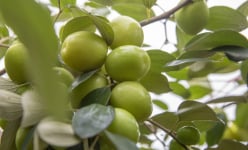 Ở Hải Phòng có loại táo muối đặc sản, không hiểu ăn ngon đến đâu mà cứ 'xuống phố' là tấp nập người mua