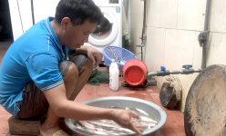 Bắt loại đặc sản cá sông Đà nấu với thứ quả chát này, thơm nức cả làng, món đặc sản Phú Thọ
