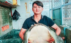Con động vật 'siêu to khổng lồ' này anh nông dân Bạc Liêu nuôi thành công trong bể kính, bán 460.000 đồng/kg