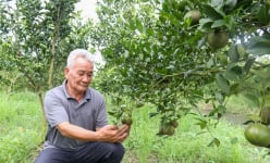 Vườn vùng đất phèn ở Sóc Trăng, 'liều' trồng cây đặc sản, trái ra quá trời, cả làng phục lăn