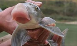 Loài cá huyền thoại đặc biệt quý hiếm của Việt Nam: Có từ thời vua Hùng?