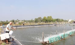 Trên làm chuồng nuôi 'chim tiền tỷ', dưới đào hồ 'nuôi tôm tiền tỷ', tỷ phú Tiền Giang lãi 2 tỷ/năm