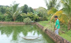 Nuôi 'cá nhân sâm' trong ao đất, một ông nông dân Kon Tum bắt bán 550.000 đồng/kg, thu tiền tỷ