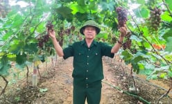 Trồng thử loại cây không hạt trên đất ven biển Hà Tĩnh, nay dây nào cũng treo la liệt quả, cả làng bất ngờ