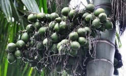 Trung Quốc mua cau Việt Nam nhiều nhất năm 2024, giá cau tươi tăng cao chưa từng có, vì sao vậy?