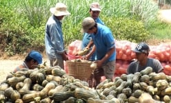 Loại quả ăn tốt cho não, cải thiện trí nhớ này nằm la liệt ngoài ruộng ở Trà Vĩnh, dân bẻ, thương lái mua hết