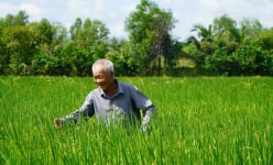 Ít người biết, TP.HCM cũng trồng được lúa ST25