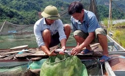 Chuyện lạ Tuyên Quang: Một nông dân có biệt tài chữa bệnh cho cá đặc sản bằng rau sam, củ tỏi
