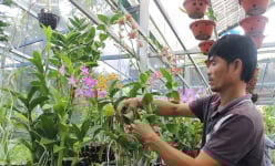 Vô một vườn trồng lan đất An Giang, có giò hoa tuôn như suối, cản chả kịp, đã mát cả người lại đẹp như phim