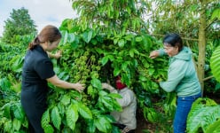 Hợp tác xã này của Đắk Lắk trồng sầu riêng, trồng cà phê, gặp thời giá tốt, nhà nào cũng sung túc