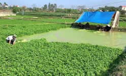 Loại rau 'đưa cơm' giàu Magie, chả có Cholesterol trồng ở một làng của Ninh Bình được bảo hộ nhãn hiệu
