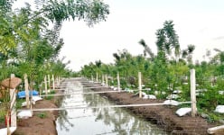 Ở Ninh Bình có một ông nông dân trồng thứ cây tốt um, hái hoa, bẻ nụ phơi khô bán 'giá nhà giàu'