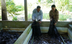 Con đặc sản nuôi dày đặc ở bể xi măng đang tăng giá tốt ở Kiên Giang, ông bán con giống nói câu bất ngờ