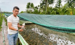Cho 2 con vật bơi giỏi này 'chung nhà', chả thấy 'cãi nhau', nông dân một xã ở Hậu Giang lại trúng 