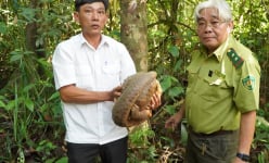 Vô tình đụng trúng con động vật hoang dã đang cho con bú ở vườn điều, một người Bình Phước báo công an