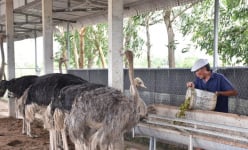 Con vật khổng lồ này là chim mà nuôi như gà, ông nông dân Bạc Liêu bán 1 con giống cao nhất 2,8 triệu đồng