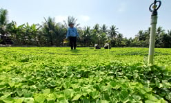 Xưa là rau dại, ai ngờ rau ngon này lại giàu đạm đến thế, ông nông dân Kiên Giang trồng thành công, thu tiền tỷ