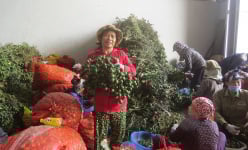 Giá cau tươi 'lao dốc' ở đâu chả biết, tại Hải Phòng cao nhất vẫn 80.000 đồng/kg, cả làng này phát tài