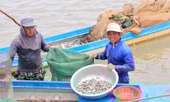 Đầu nguồn sông Tiền ở Đồng Tháp, nước đỏ như son, dân bắt được loài cá tên nghe quen, nhìn thì lạ