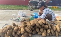 Đây là loại củ rừng ăn bổ dưỡng, bán rẻ như khoai lang, dân một nơi ở Lào Cai trồng thành công mà đổi đời