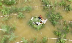 Ám ảnh vùng đầm lầy ven biển Hà Tĩnh, la liệt chim hoang dã giãy dụa trong 'thiên la địa võng'