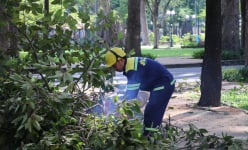 TP.HCM tổng kiểm tra, 'khám bệnh' cây xanh, đường ngập 