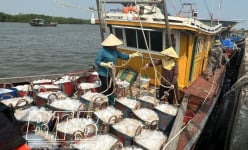 Ở Thái Bình có vùng biển này dân đang bắt con vật li ti, bán hàng tấn, doanh nghiệp chế biến bán sang Hàn Quốc