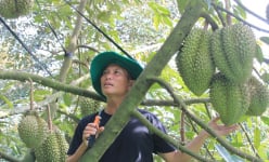 Trồng 'cây tiền tỷ' công nghệ sinh học là trồng kiểu gì mà một ông nông dân Khánh Hòa lãi 600 triệu?