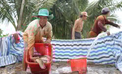 Cận cảnh tát ao bắt cá đặc sản to dài bán đắt tiền của một ông tỷ phú Cà Mau