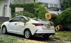 Cây phượng bật gốc ở trường tiểu học quận 12 đè ô tô, nhà trường nói “sự cố mưa gió, không biết được”