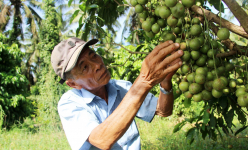 Vô số vườn đẹp, cây thấp tè đã ra trái quá trời, nông dân Bình Định 'hái ra tiền', quả ngon nhìn phát thèm
