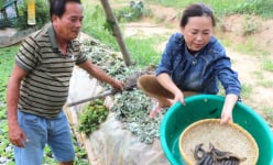 Hai nông dân Gia Lai nuôi cá mới lạ trong bể lót bạt, xúc lên một rổ, bán 100.000-120.000 đồng/kg, cả làng tò mò