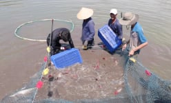 Dẫn nước một hồ chứa nổi tiếng ở Tây Ninh để nuôi cá đặc sản này, bắt lên con to bự, bán 150.000 đồng/kg