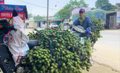 Ở Nghệ An, giá cau tươi đang 'rơi tự do', người trồng tiếc nuối vì cắt bán muộn, qua 'thời điểm vàng'
