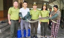 Đi ra đồng vô tình thấy con động vật hoang dã to dài, bà nông dân Hà Tĩnh lôi lên bờ, giao nộp kiểm lâm