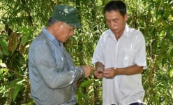 Vô vườn tốt um ở xã này ở Nghệ An, bất ngờ biết nông dân trồng cây chè gì mà hoa bán 'đắt như vàng'?