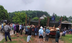 Sét đánh khiến 9 con bò liền quay đơ trên một quả đồi ở Hà Tĩnh
