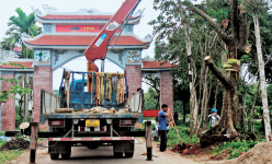 Một làng tỷ phú ở Bắc Giang, chỉ trồng loại cây này bán cho dân tình 'mua bóng mát' mà cả làng giàu lên