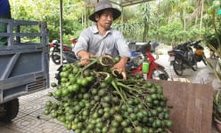 Cũng trồng cau, cũng bán cau, vì sao giá cau tươi ở Kiên Giang chỉ 20.000 đồng/kg mà dân đã mừng?