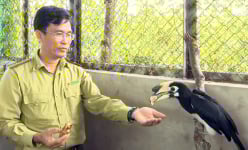 Mua một con chim về nuôi cảnh, tra trên mạng 'hóa ra' là chim lạ quý hiếm, một người Hậu Giang nộp công an